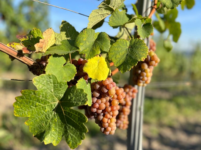 Czech Vineyards and Wine Tasting 4WD Tour with Lunch - A 4x4 Wine Day in the Central Bohemian Uplands