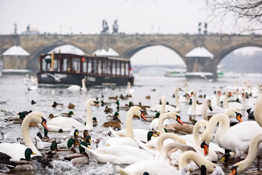 Prague: 1.5-Hour River Boat Cruise and Guided Tour - Meeting on Mostecká 4, then a 45-minute walk to the port