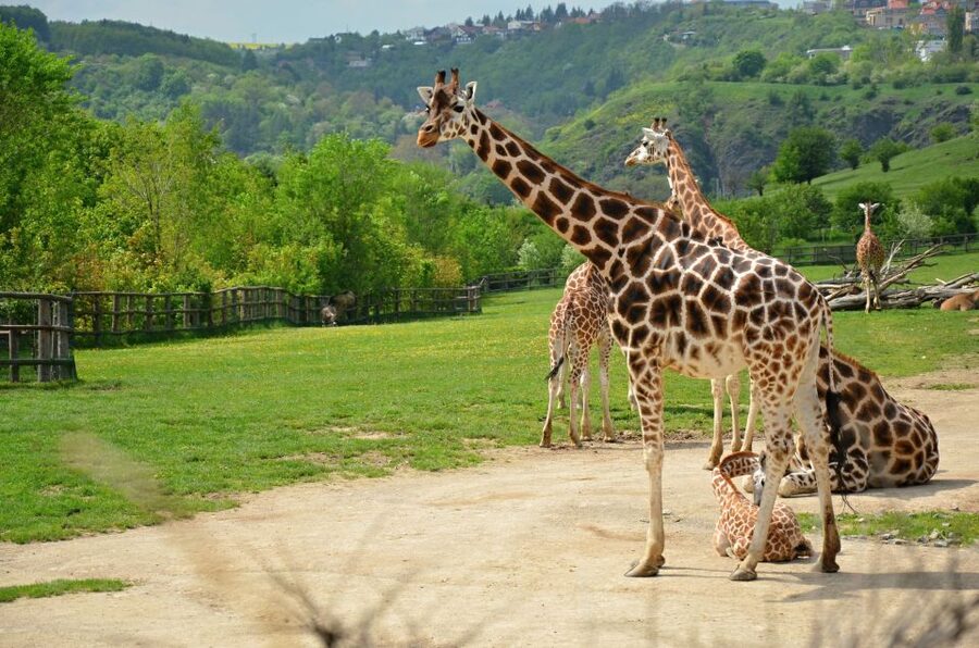 Prague: Boat Ride to the Zoo and Admission Ticket - A Vltava Cruise Makes the Prague Zoo Day Feel Like Two Trips