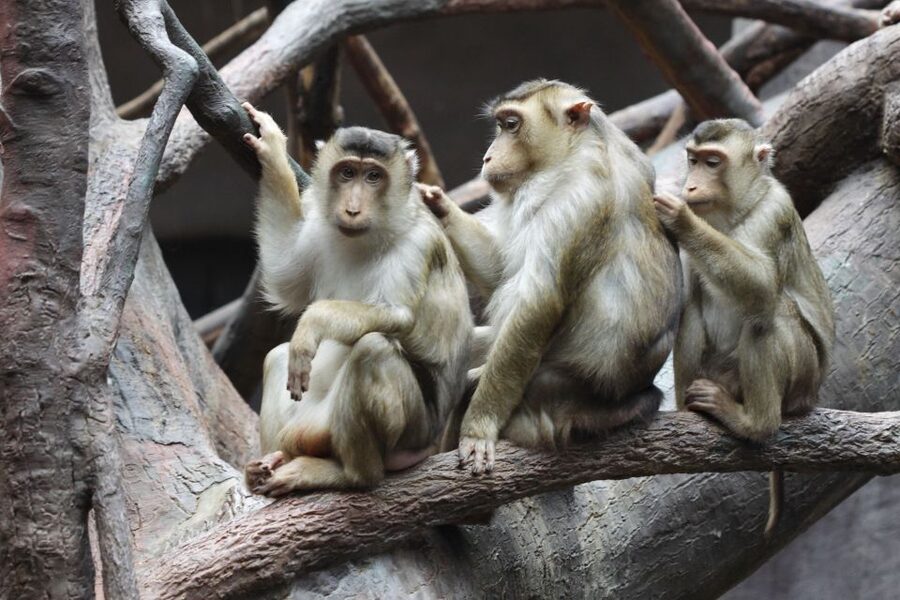 Prague: Boat Ride to the Zoo and Admission Ticket - Who This Tour Suits Best, and Who Should Rethink It