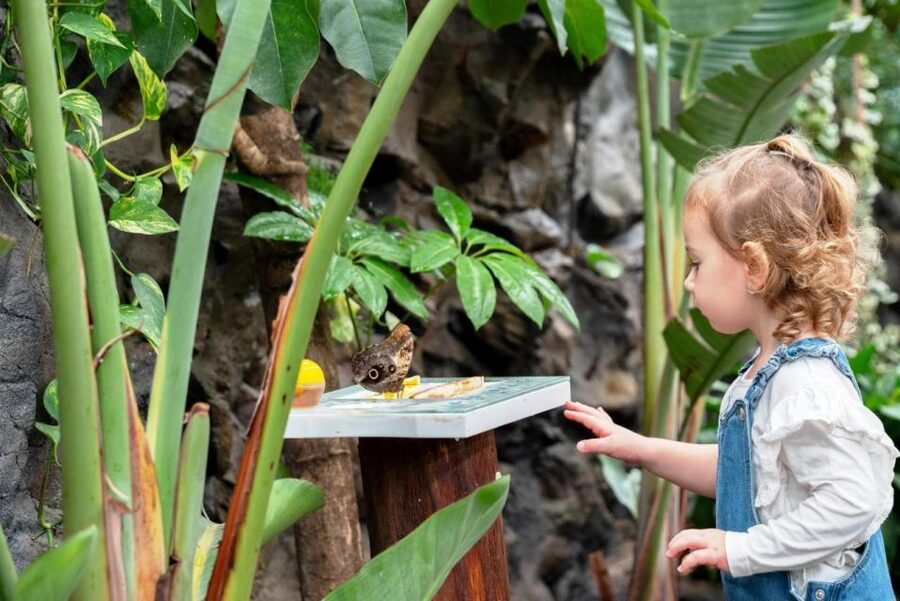 Prague: Papilonia Butterfly House - Species variety, information boards, and what you might want more of
