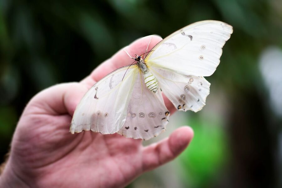 Prague: Papilonia Butterfly House - Indoors under artificial lighting, steady conditions you can trust