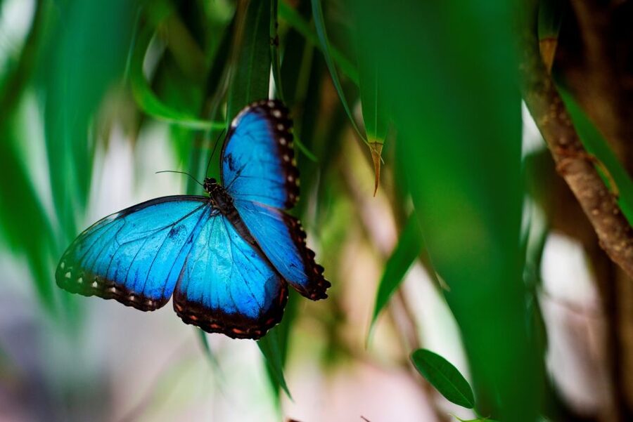 Prague: Papilonia Butterfly House - Photo time inside the flight zone without restrictions