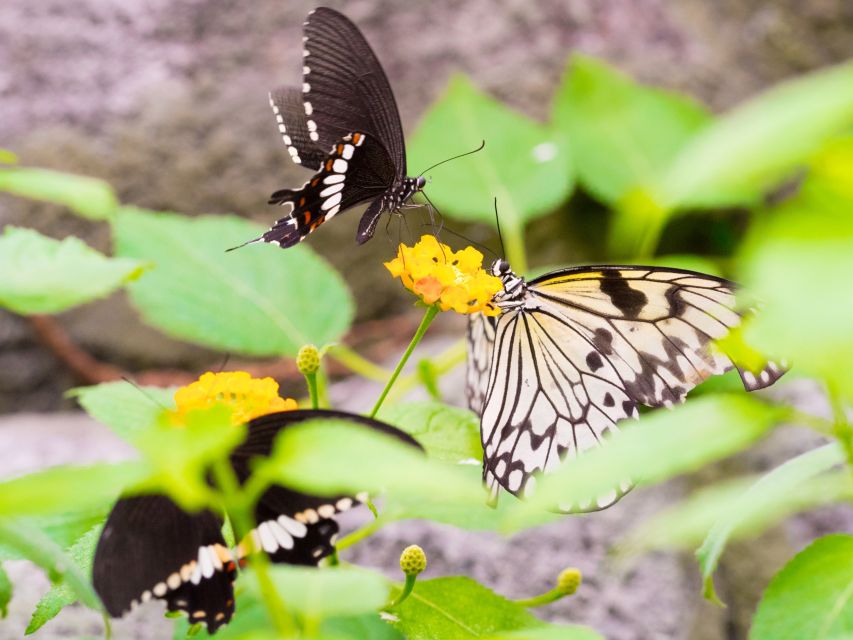 Prague: Papilonia Butterfly House - How long to plan for unlimited time, and why it still feels short