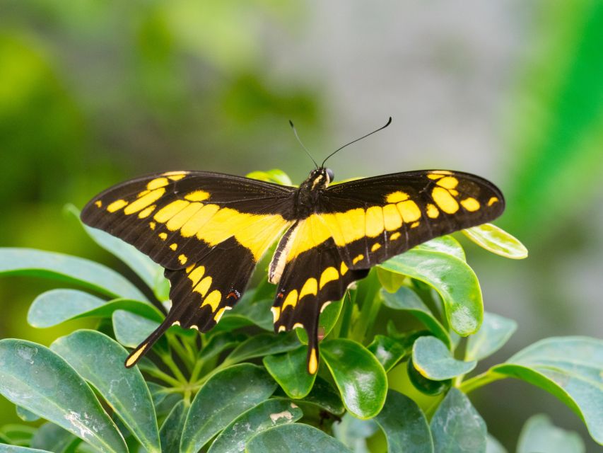Prague: Papilonia Butterfly House - Price and value at about $9 per person