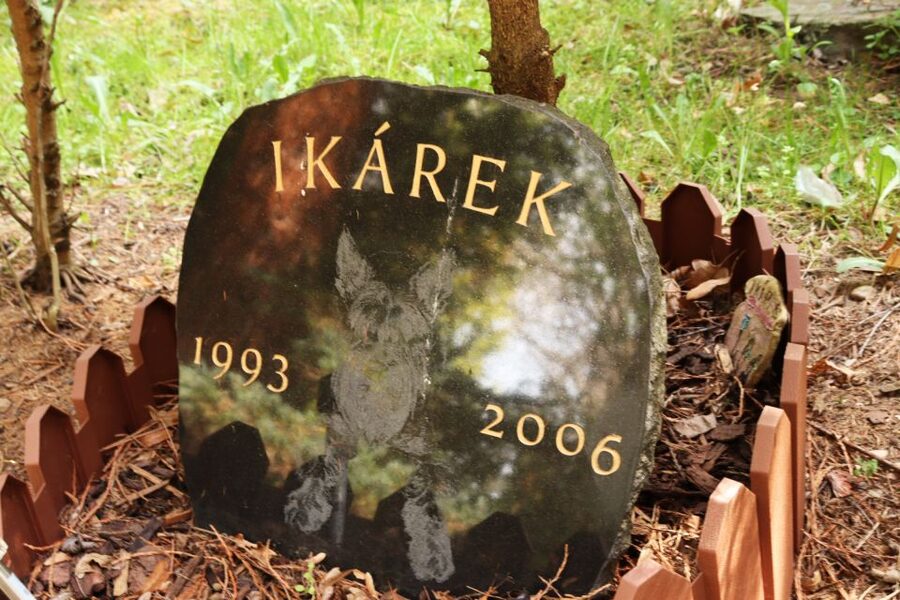 Prague: Psychiatric Hospital and Abandoned Cemetery Tour - Timing, Walking Comfort, and the Best Way to Get There