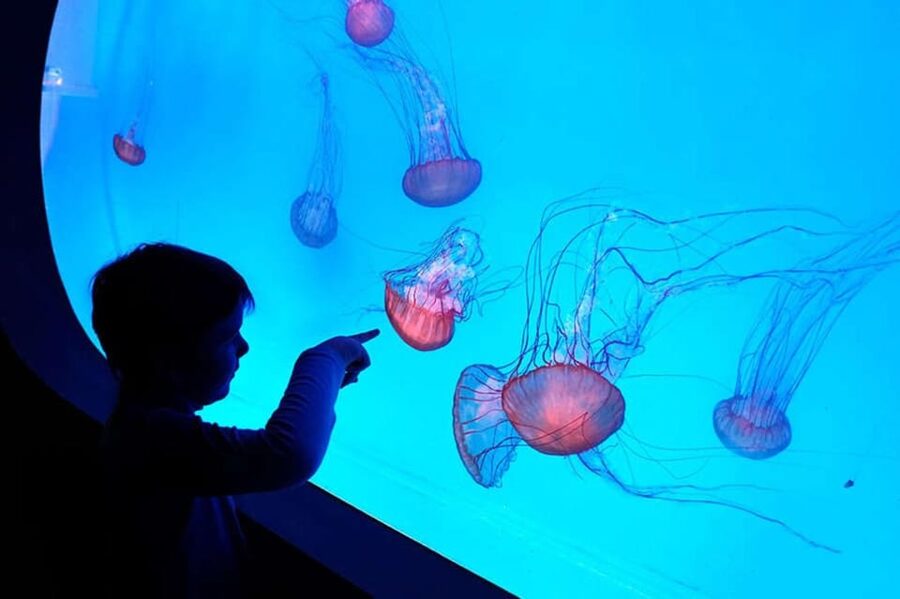Prague: The World Of Jellyfish Entry Ticket w/ Drink - 38 Aquariums and 30+ Jellyfish Species, What Variety Feels Like
