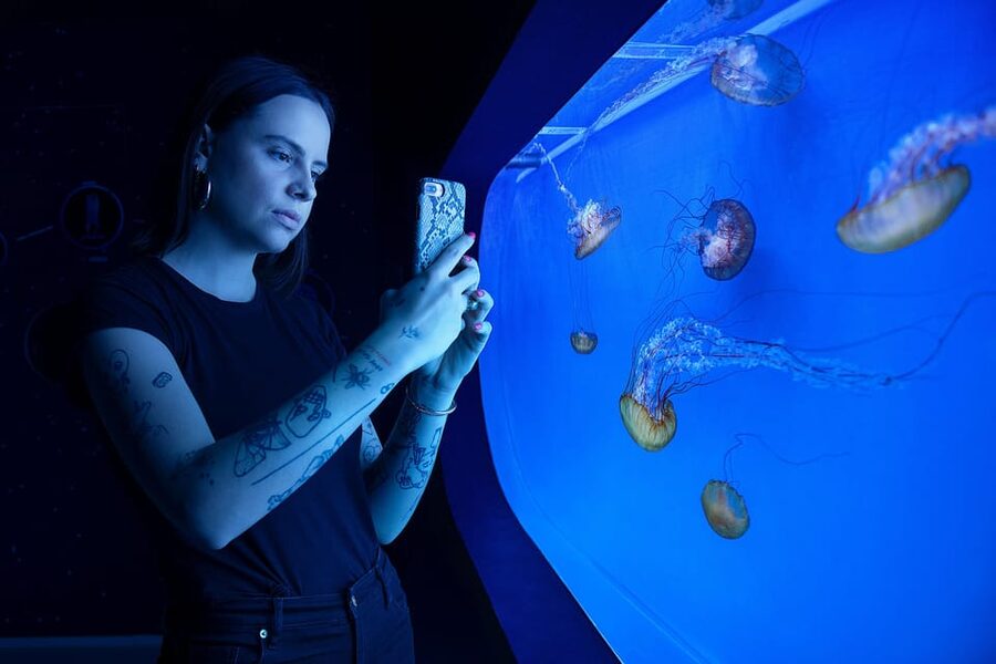 Prague: The World Of Jellyfish Entry Ticket w/ Drink - Who This Jellyfish Ticket Fits Best