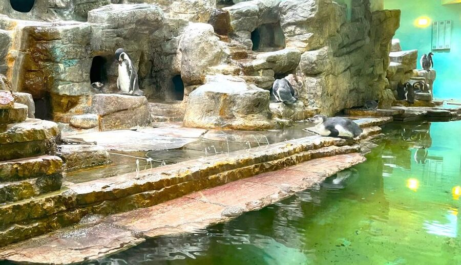 Prague Zoo Online Audio Guide (No ticket) - Using the picture map and interactive map without getting stuck