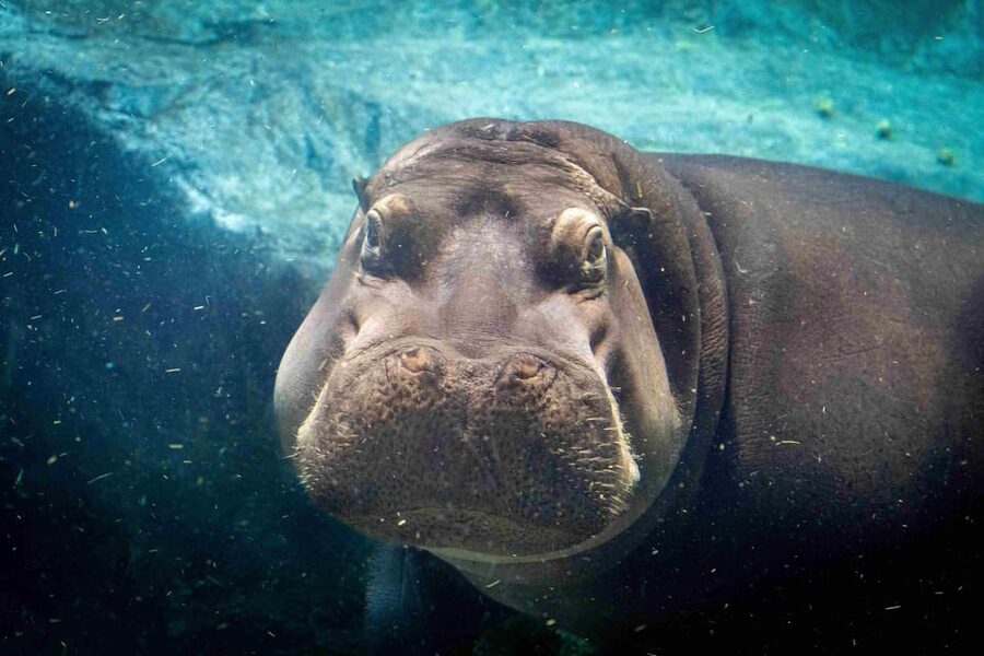 Prague Zoo: Skip-the-Line Entry Ticket - Prague Zoo in Troja: why this zoo feels worth your time