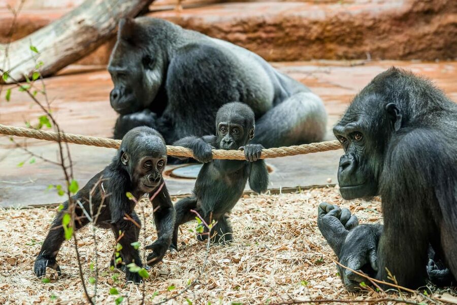 Prague Zoo: Skip-the-Line Entry Ticket - Skip-the-line entry: how you make your day feel easier