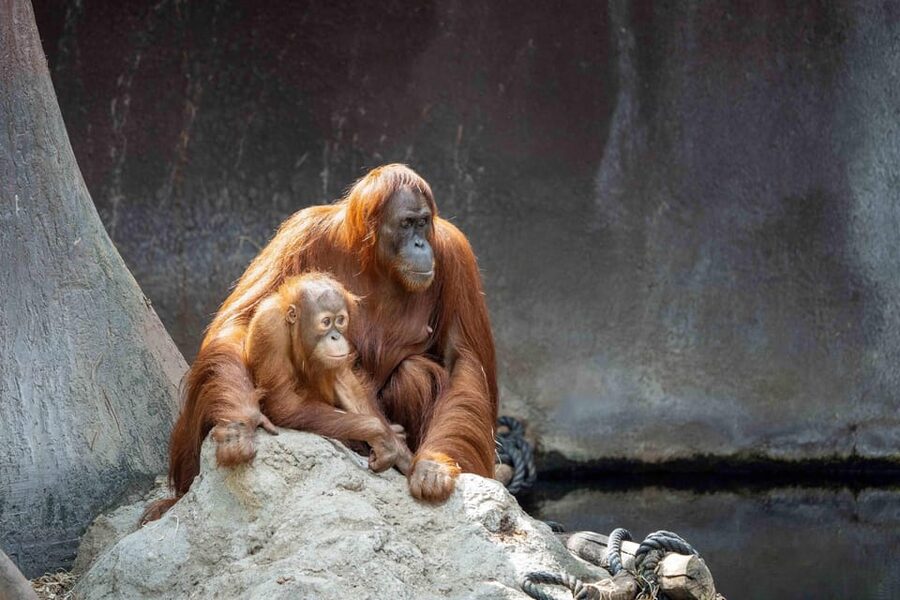 Prague Zoo: Skip-the-Line Entry Ticket - A practical walking plan for a 4 to 5 hour visit