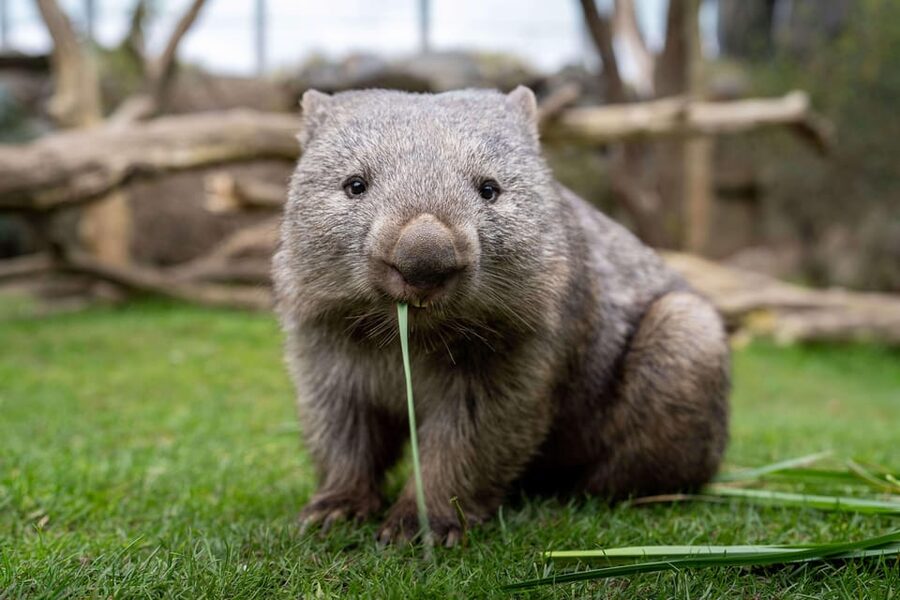 Prague Zoo: Skip-the-Line Entry Ticket - Opening hours by season: when to go for the best experience